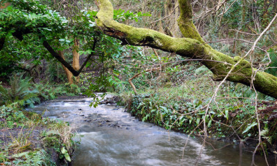 Strickland's Glen | County Down, Northern Ireland