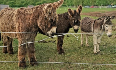 Tia Rescue Centre | Doncaster, Yorkshire