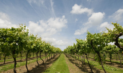 Biddenden Vineyard | Biddenden, Kent