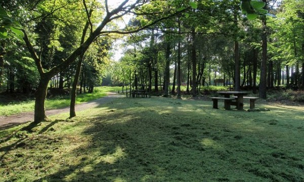 Haldon Forest Park | Exeter