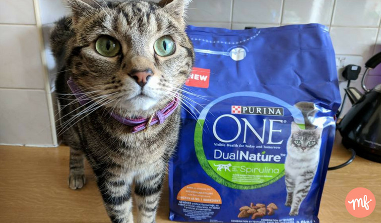 Free cat pet food, bag of Purina on counter with tabby cat staring at camera lens
