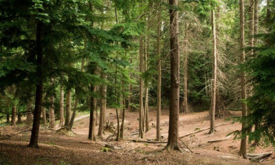 Alice Holt Forest | Farnham, Surrey