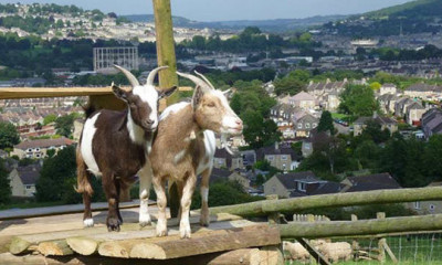 Bath City Farm | Bath