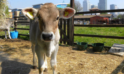 Surrey Docks Farm | London