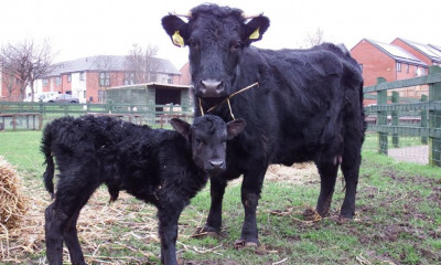 Stonebridge City Farm | Nottingham, Nottinghamshire