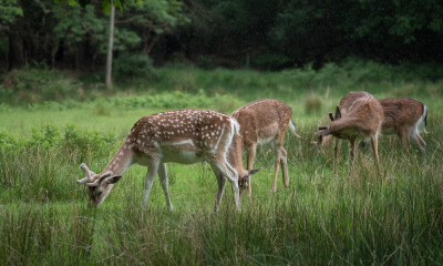 Bolderwood Deer Sanctuary | New Forest, Hampshire