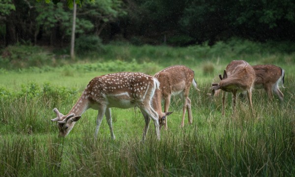 Bolderwood Deer Sanctuary | New Forest, Hampshire