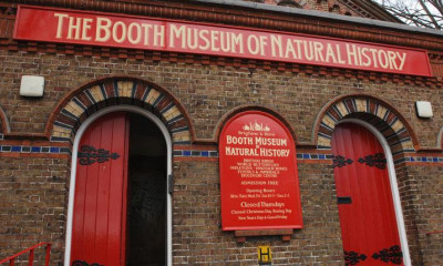 Booth Museum | Brighton, East Sussex