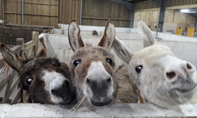 The Isle of Wight Donkey Sanctuary | Wroxall, Isle of Wight