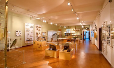 Derby Museum & Art Gallery | Derby, Derbyshire