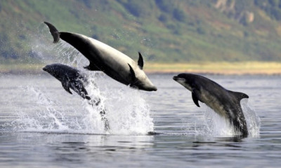 Watch Dolphins at Chanonry Point | Highlands & Islands, Scotland