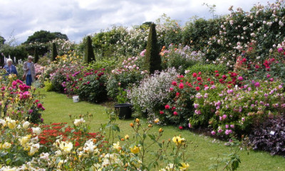 The David Austin Rose Garden | Albrighton, Shropshire