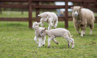 St James City Farm | Gloucester, Gloucestershire