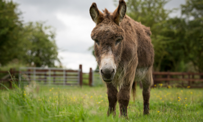 Radcliffe Donkey Sanctuary | Alford, Lincolnshire