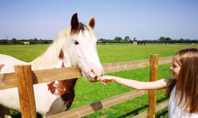 Bransby Horses | Bransby, Lincolnshire