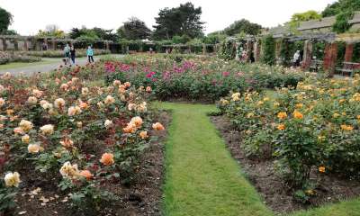 Southsea Rose Garden | Portsmouth, Hampshire