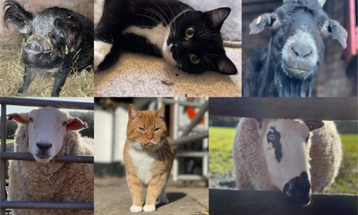 Redgate Farm Animal Sanctuary | Markfield, Leicestershire