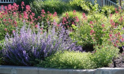 Win a £60 Perennial Plant Bundle