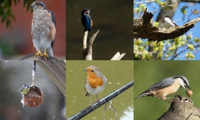 Win a 12.75kg Bag of Bird Food 