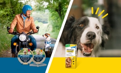 Free Anti-Tick Dog Collar