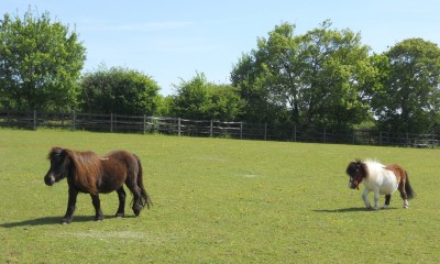 Redwings Caldecott Centre | Fritton, Norfolk