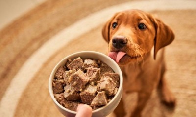 Win a Forthglade Dog Food Bundle