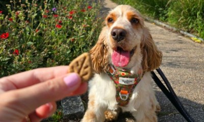 Win a Forthglade Dog  Food Bundle