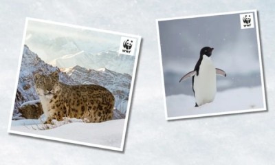 Free WWF Christmas Cards