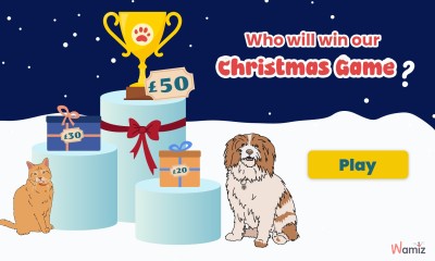 Win 1 of 3 Amazon Gift Cards