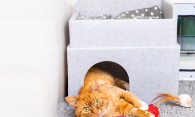 Win 1 of 5 Cat Hide and Sleep Beds