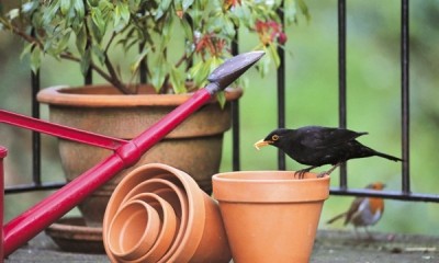 Free Birdwatch Guide