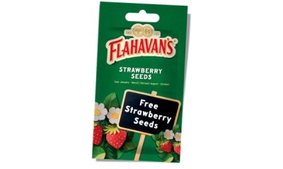 Free Flavahan's Strawberry Seeds 