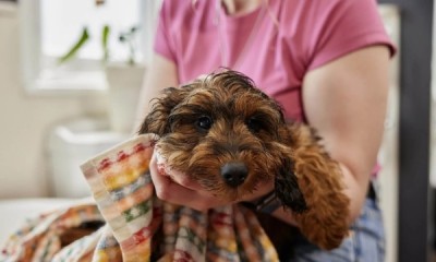 Free Puppy Food at Pets at Home