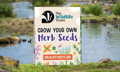 Free Pack of Basil, Parsley and Thyme Seeds