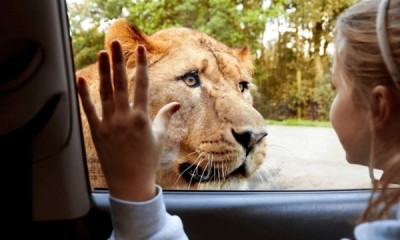 Free Tickets to Knowsley Safari (14th-15th March)