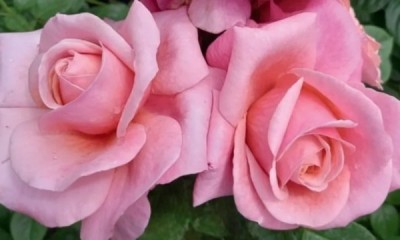 Free Saga Rose (Worth £24.99)