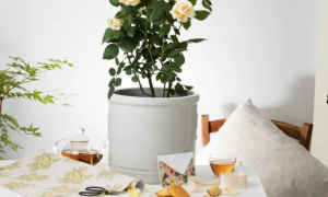 Win a 'La Madeleine Rose' Plant & Bonne Maman Hamper