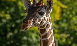 Free Whipsnade Zoo Child Ticket (Octopus Energy)