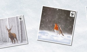 Free WWF Christmas Cards