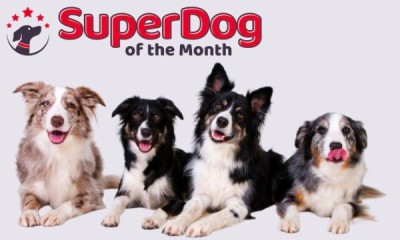 Free Professional Dog Photoshoot