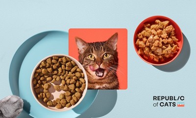 Cat Food Box - £3 for 28 Meals