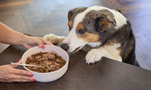 Free Huge Bag of Dog Food - Includes 62 Meals